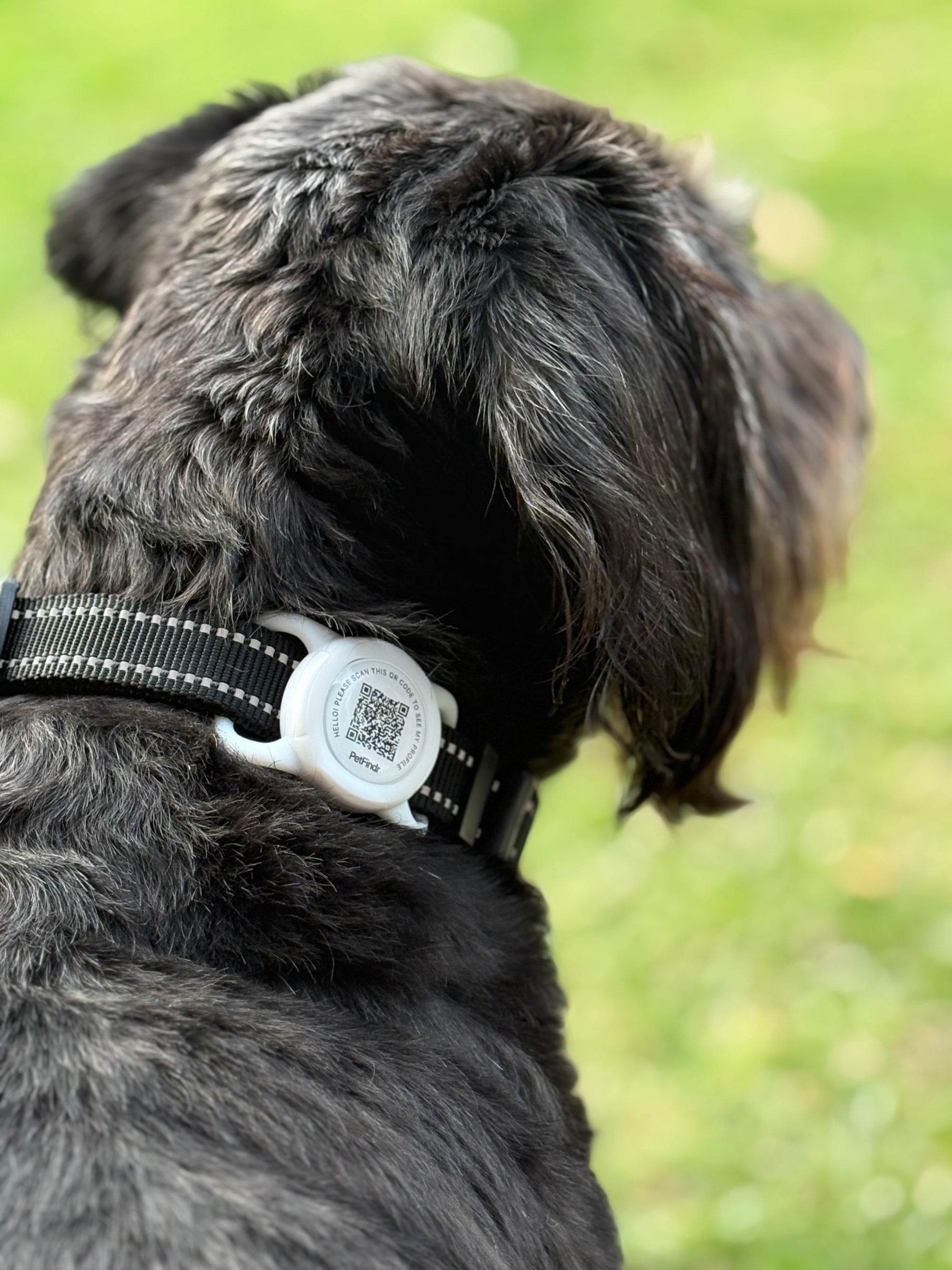 Findr Tag (Pet Profile)