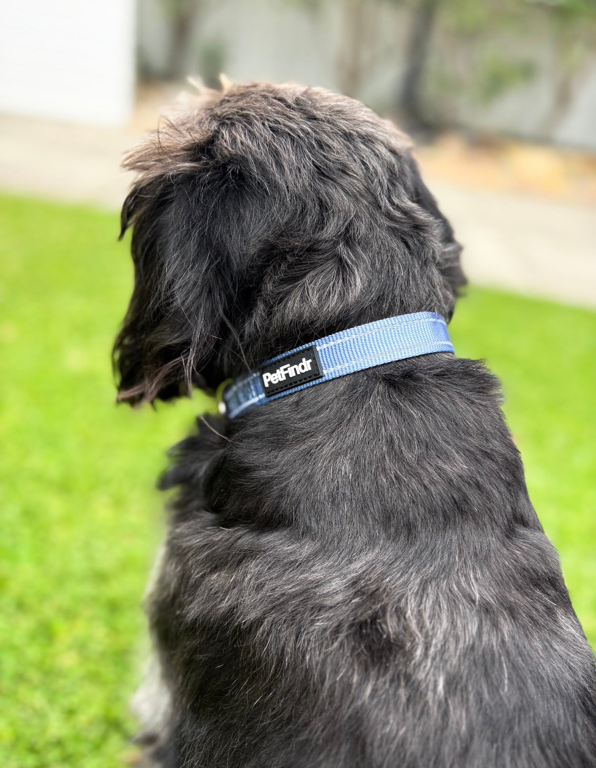 PetFindr Dog Collar