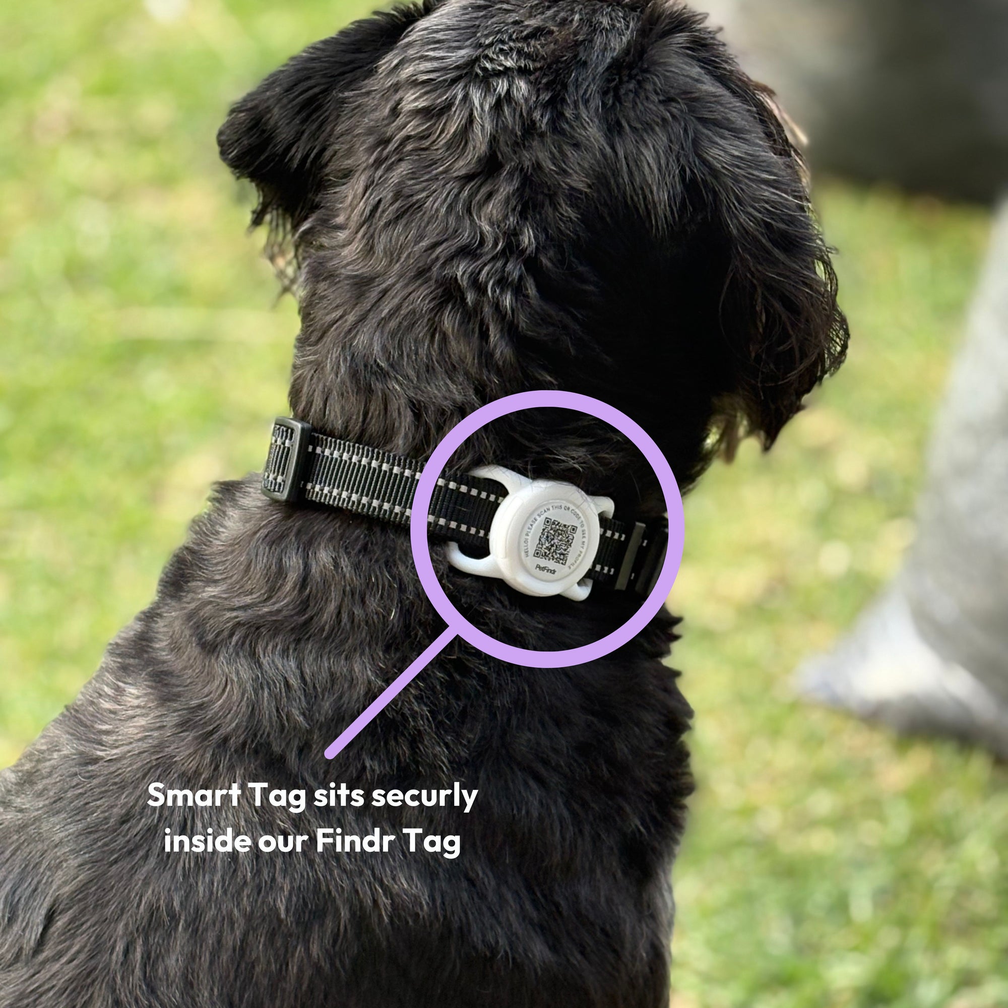 Smart Dog ID Tag + Location Alerts