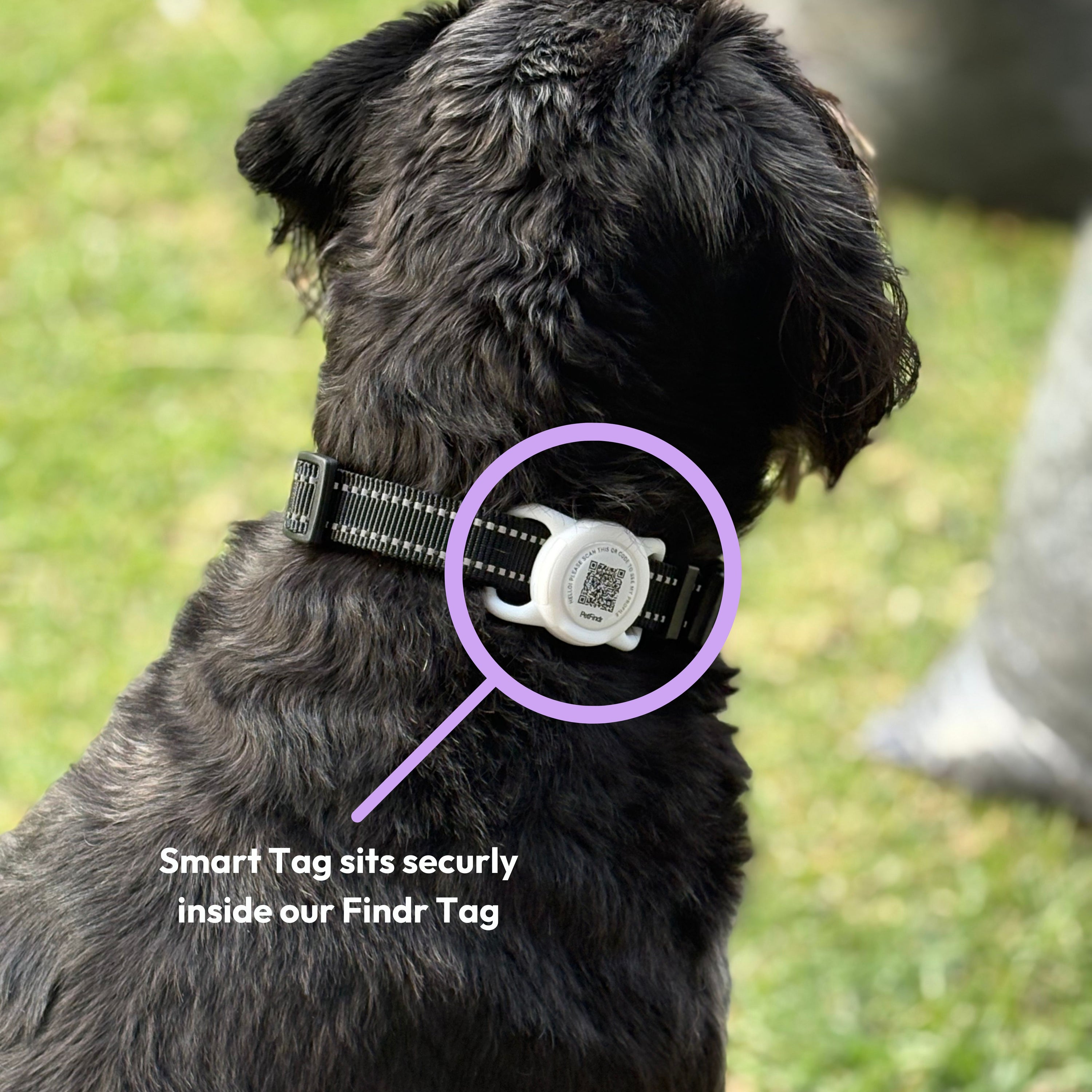 Findr Tag + Smart Tag Bundle (Pet Profile + Location Tracking)