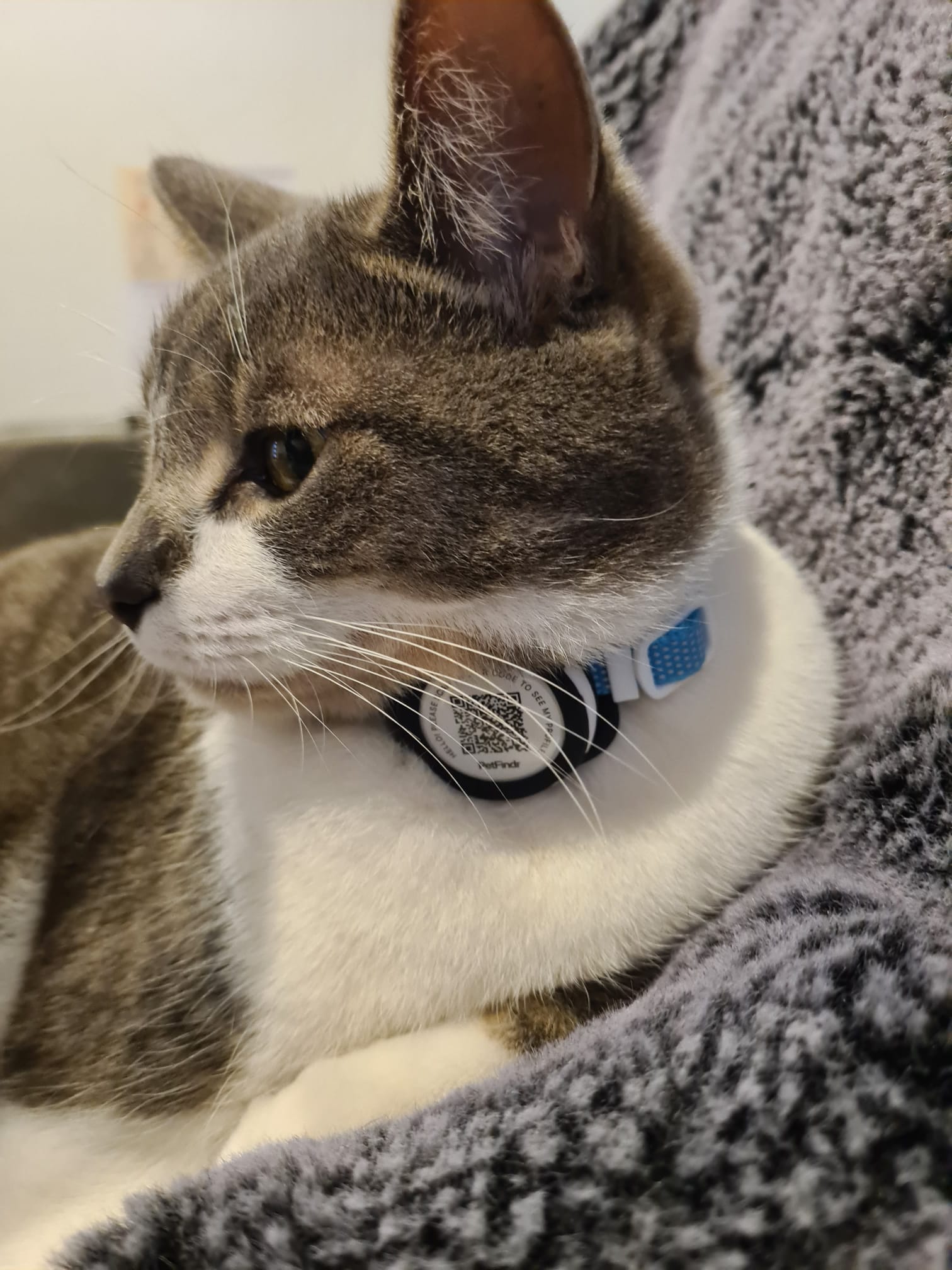 Smart Cat ID Tag + Location Alerts