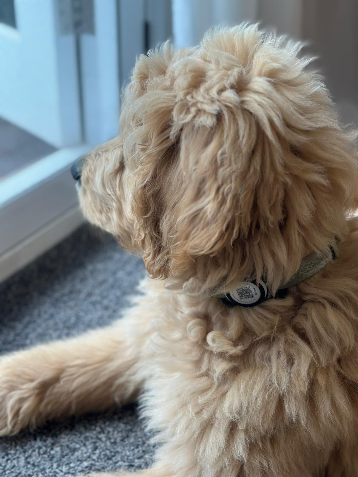 Smart Dog ID Tag + Location Alerts